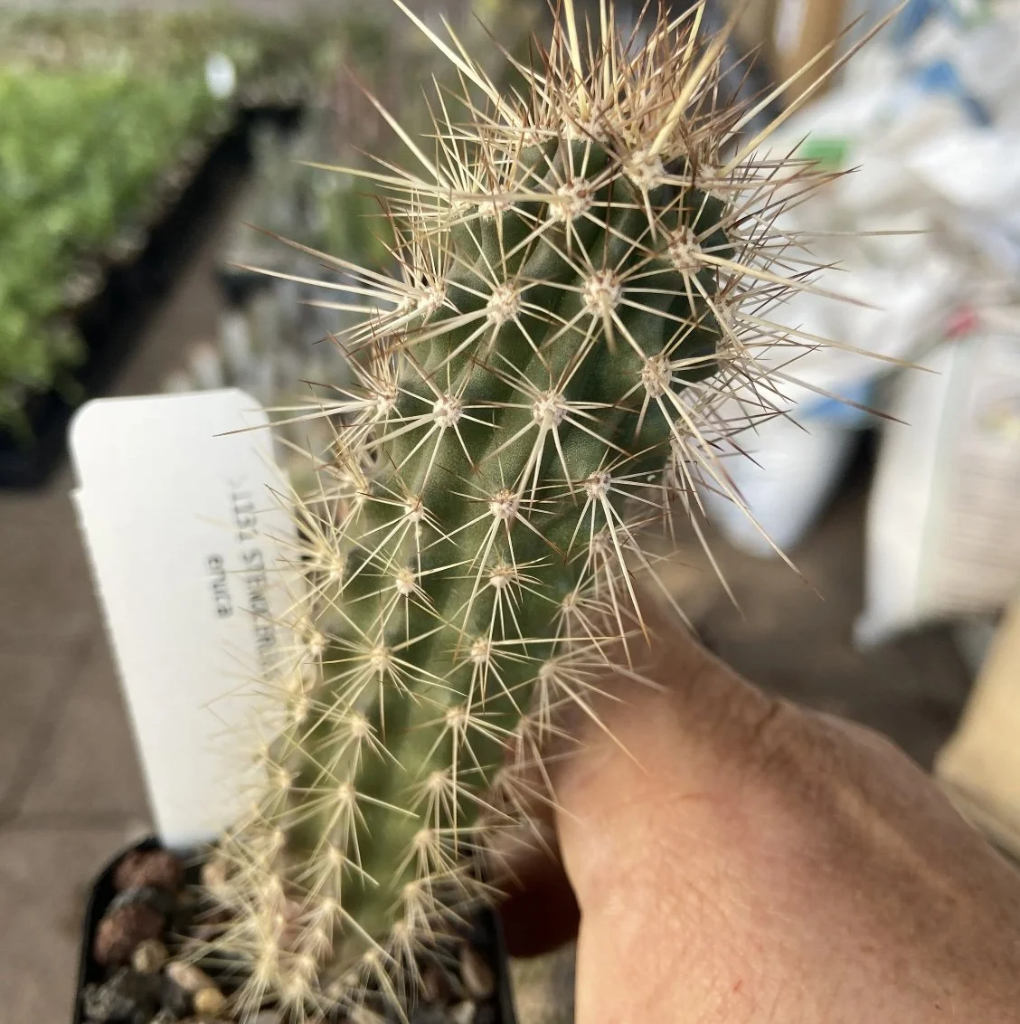 Stenocereus ☆多肉植物☆サボテン☆Stenocereus eruca・【入鹿